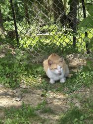 Found/Stray Unknown Cat last seen Northslope II Road, Hollow Road E.Stroudsburg PA, Middle Smithfield Township, PA 18302