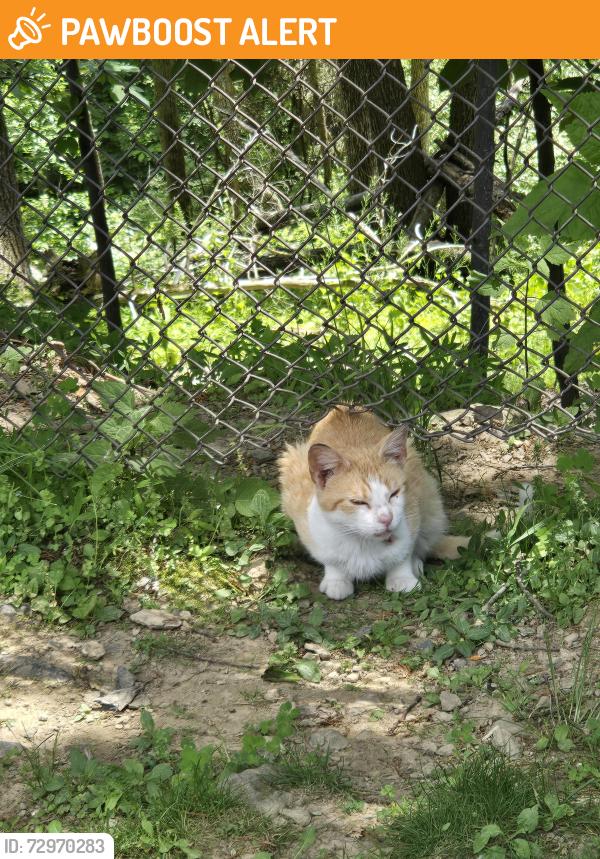 Found/Stray Unknown Cat last seen Northslope II Road, Hollow Road E.Stroudsburg PA, Middle Smithfield Township, PA 18302