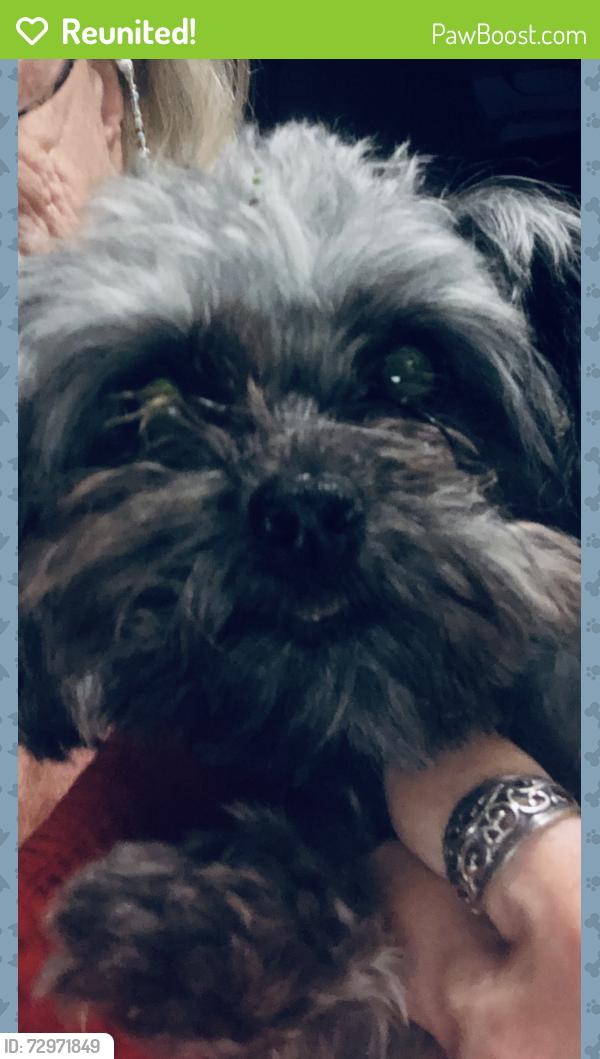 Reunited Male Dog last seen Coronado and Barlington, Spring Hill, FL 34609