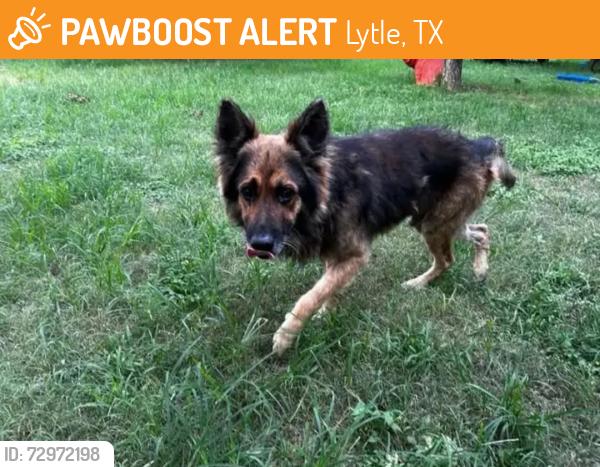 Found/Stray Male Dog last seen Collin Hills, Lytle, TX 78052