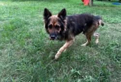Found/Stray Male Dog last seen Collin Hills, Lytle, TX 78052