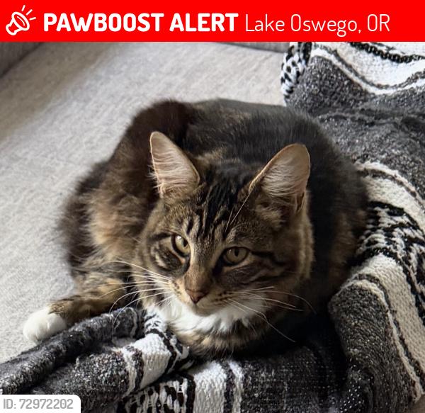 Lost Male Cat last seen Lake Forest , Lake Oswego, OR 97034