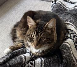 Lost Male Cat last seen Lake Forest , Lake Oswego, OR 97034