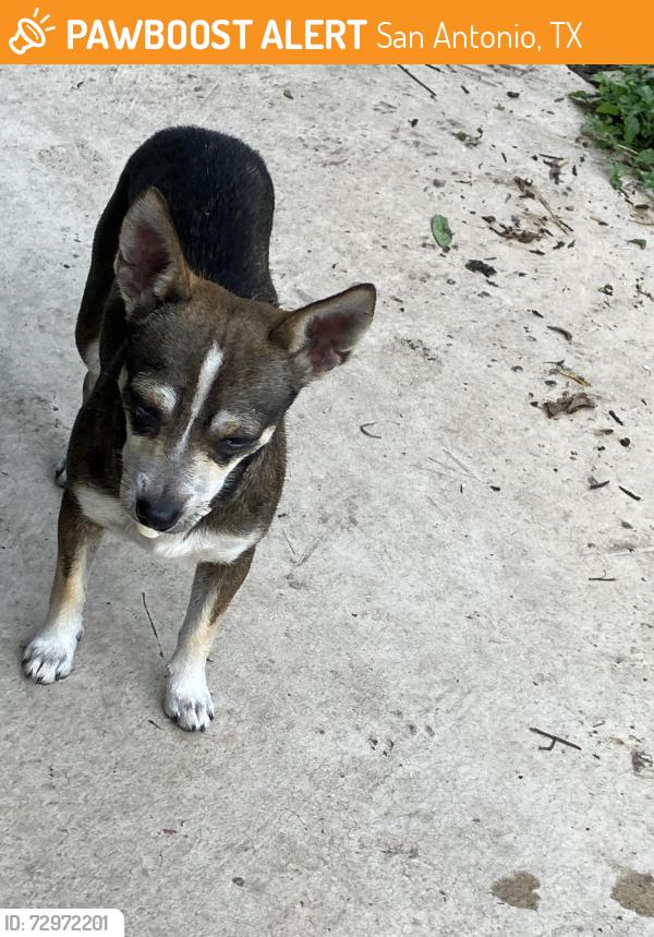 Found/Stray Male Dog last seen Woodlawn Lake, San Antonio, TX 78228