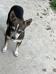 Found/Stray Male Dog last seen Woodlawn Lake, San Antonio, TX 78228