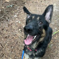 Shelter Stray Male Dog last seen Near Provost Road NW, SILVERDALE, WA, 98383, Silverdale, WA 98383