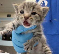 Shelter Stray Female Cat last seen NE Portland, PORTLAND, OR, 97211, 1700 W Historic Columbia River Hwy, Troutdale, OR 97060, USA