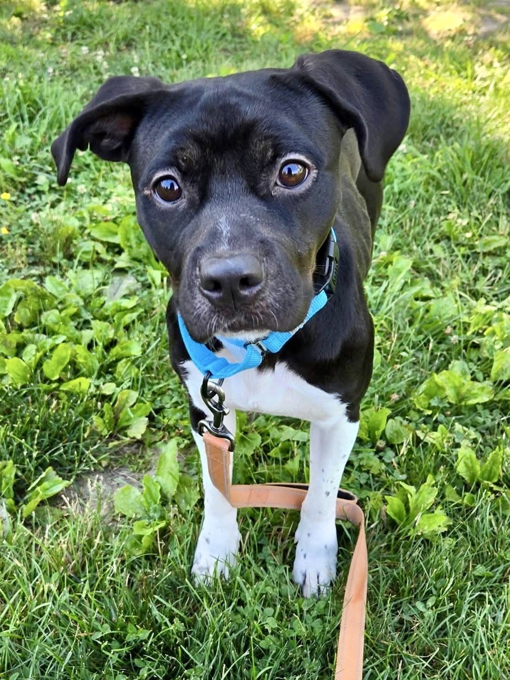 Shelter Stray Female Dog last seen Outing Avenue, PASADENA, MD, 21122, Millersville, MD 21054