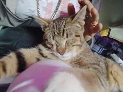 Lost Male Cat last seen Near johnson rd NE & hwy99 across from red wolf smoke shop hwy99, Tacoma, WA 98422