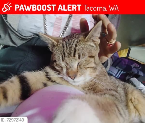 Lost Male Cat last seen Near johnson rd NE & hwy99 across from red wolf smoke shop hwy99, Tacoma, WA 98422