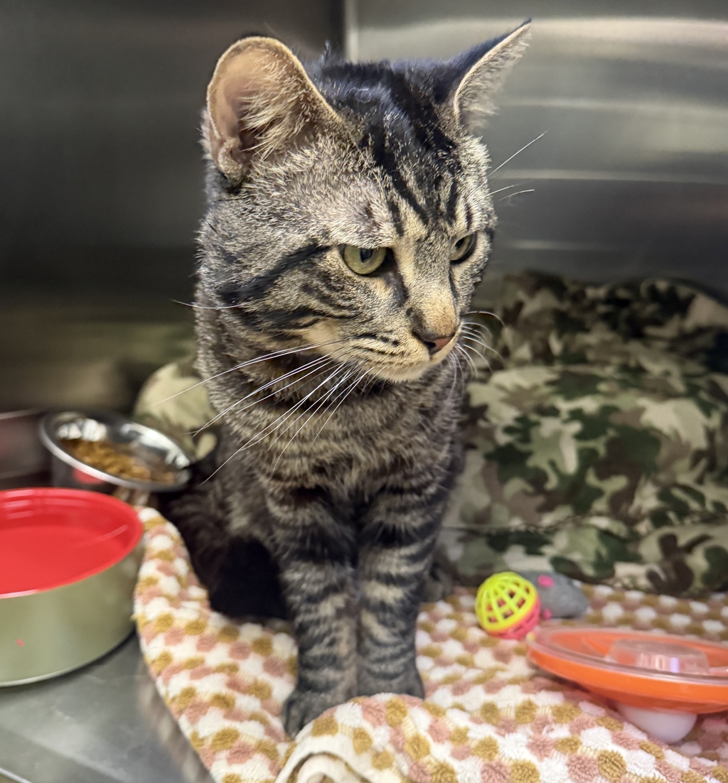 Shelter Stray Male Cat last seen Near N Fig Street, Escondido, CA, 92026, Escondido, CA 92027