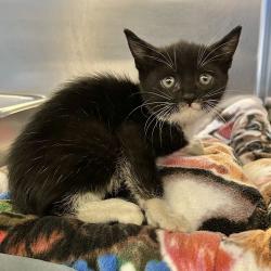 Shelter Stray Female Cat last seen Near Research, LIVERMORE, CA, 94551, 8323 Baldwin St, Oakland, CA 94621, USA