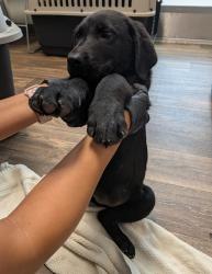Shelter Stray Female Dog last seen Near Klauber Avenue, San Diego, CA, 92114, 5500 Gaines St, San Diego, CA 92110, USA