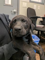 Shelter Stray Male Dog last seen Near Klauber Avenue, San Diego, CA, 92114, 5500 Gaines St, San Diego, CA 92110, USA