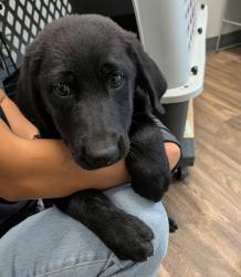 Shelter Stray Female Dog last seen Near Klauber Avenue, San Diego, CA, 92114, 5500 Gaines St, San Diego, CA 92110, USA