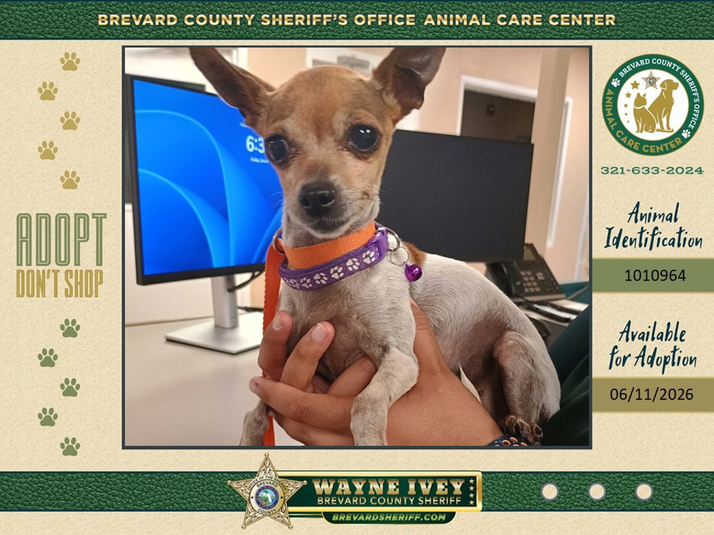 Shelter Stray Female Dog last seen Jupiter Boulevard SE, PALM BAY, FL, 32907, Melbourne, FL 32934