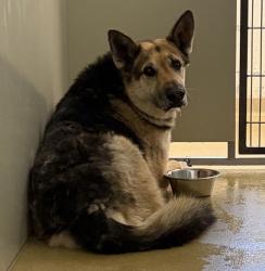 Shelter Stray Male Dog last seen Bear Valley Parkway, Escondido, CA, 92027, Escondido, CA 92027, USA