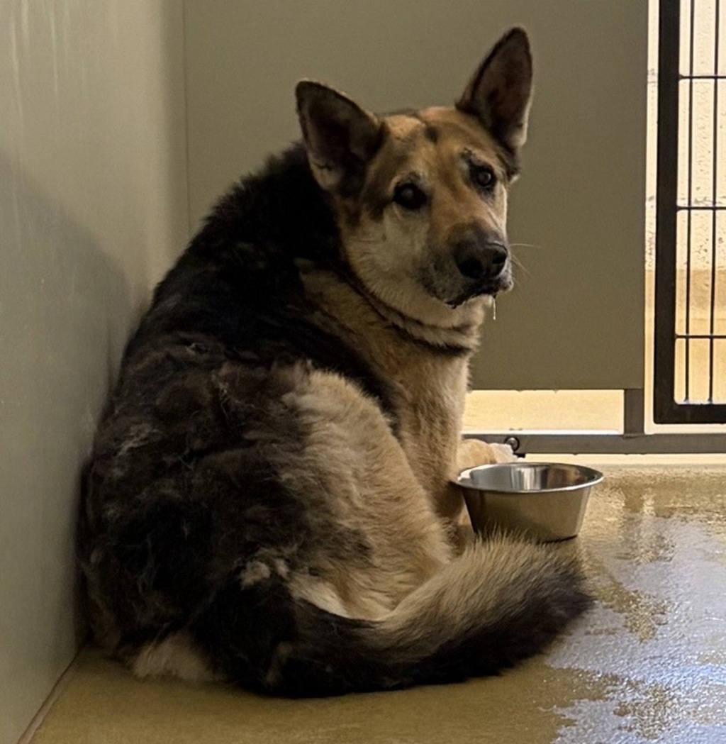 Shelter Stray Male Dog last seen Bear Valley Parkway, Escondido, CA, 92027, Escondido, CA 92027, USA