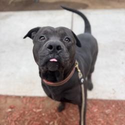 Shelter Stray Male Dog last seen Meadow Brook Lane, San Diego, CA, 92114, San Diego, CA 92110