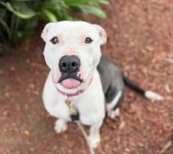 Shelter Stray Female Dog last seen Afton Road, San Diego, CA, 92123, San Diego, CA 92110