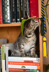 Shelter Stray Male Cat last seen Canal Road, San Pasqual, CA, 92082, Escondido, CA 92027