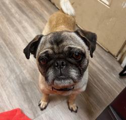 Shelter Stray Female Dog last seen Near Market Street, San Diego, CA, 92101, San Diego, CA 92110