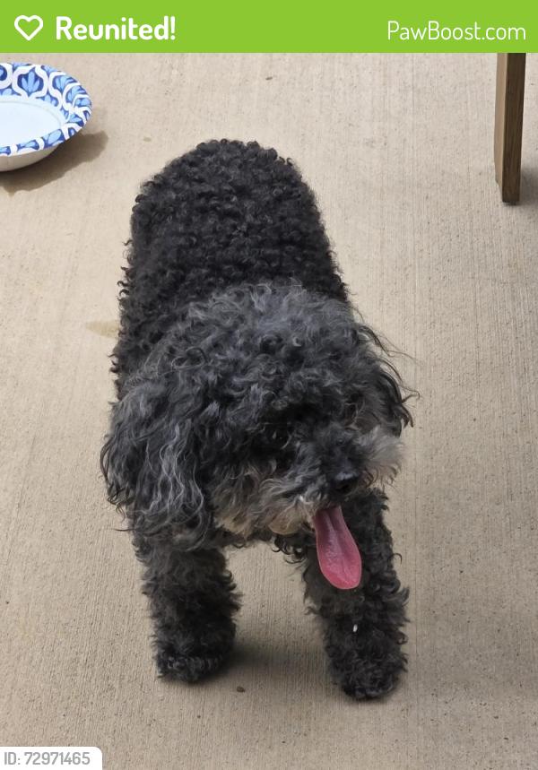 Reunited Female Dog last seen Hightower and Davis, North Richland Hills, TX 76182