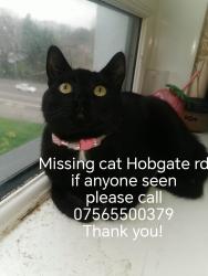Reunited Male Cat last seen Asda, farmfoods, Woden road surgery, Tudor road surgery, West Midlands, England WV10
