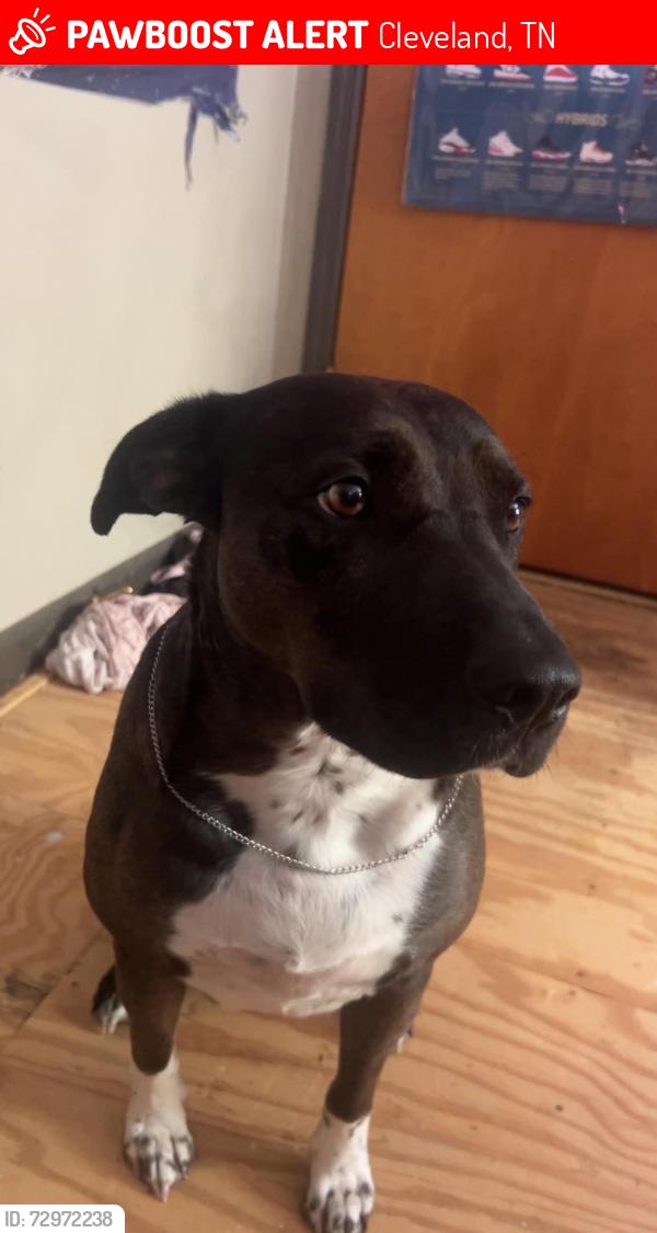 Lost Female Dog last seen Near brooklawn trail , Cleveland, TN 37323