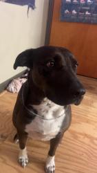 Lost Female Dog last seen Near brooklawn trail , Cleveland, TN 37323