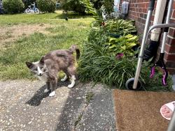 Found/Stray Unknown Cat last seen Dodington Ct Virginia Beach, Va 23462, Virginia Beach, VA 23462