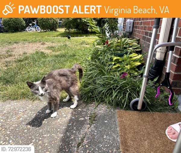 Found/Stray Unknown Cat last seen Dodington Ct Virginia Beach, Va 23462, Virginia Beach, VA 23462