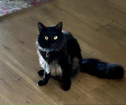 Reunited Male Cat last seen South New River Cir & Weston Rd, Weston, FL 33326