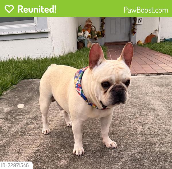 Reunited Male Dog last seen Quail Roost Dr, Florida, USA, Miami-Dade County, FL 33157