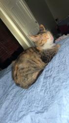 Lost Female Cat last seen Rider middle school , Wichita Falls, TX 76310