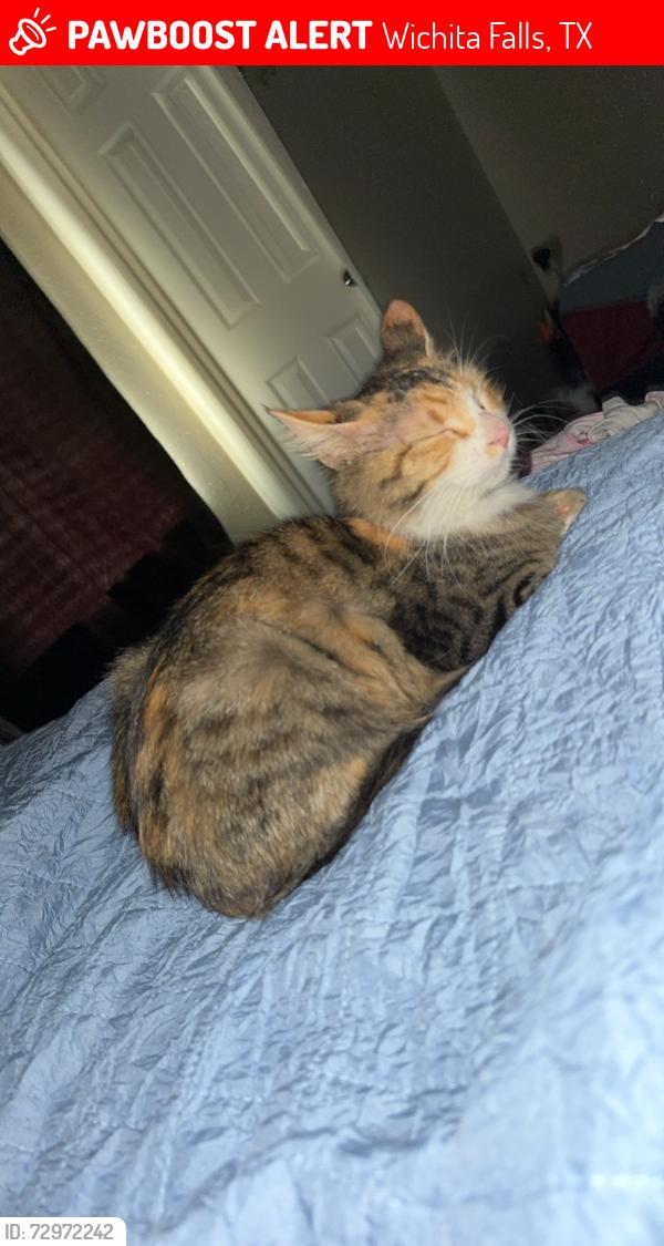 Lost Female Cat last seen Rider middle school , Wichita Falls, TX 76310