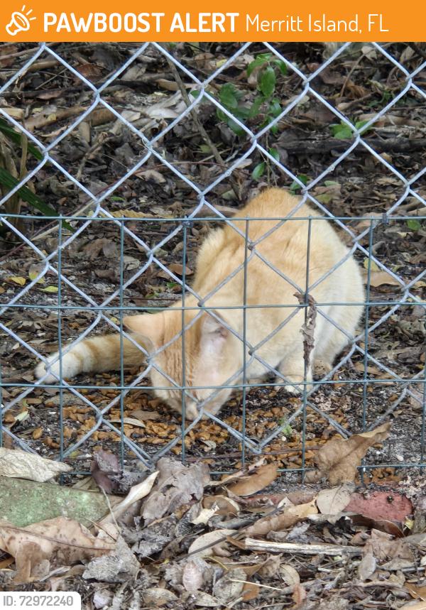 Found/Stray Unknown Cat last seen Angler , Merritt Island, FL 32952