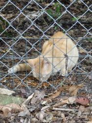 Found/Stray Unknown Cat last seen Angler , Merritt Island, FL 32952