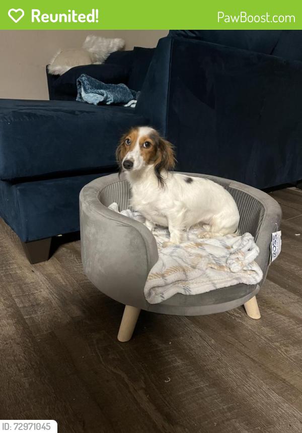 Reunited Female Dog last seen Pontiac and melby , Arlington, TX 76013
