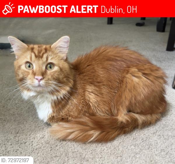 Lost Male Cat last seen Belvedere off Brand rd in Dublin, Dublin, OH 43016