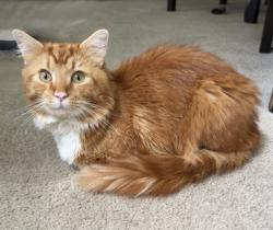 Lost Male Cat last seen Belvedere off Brand rd in Dublin, Dublin, OH 43016