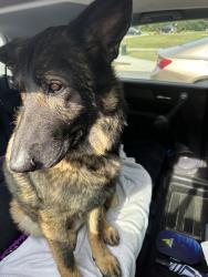 Reunited Male Dog last seen Buffalo mountain , Johnson City, TN 37604
