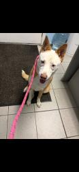 Found/Stray Female Dog last seen Howard blvd & minnisk rd, Mount Arlington, NJ 07856