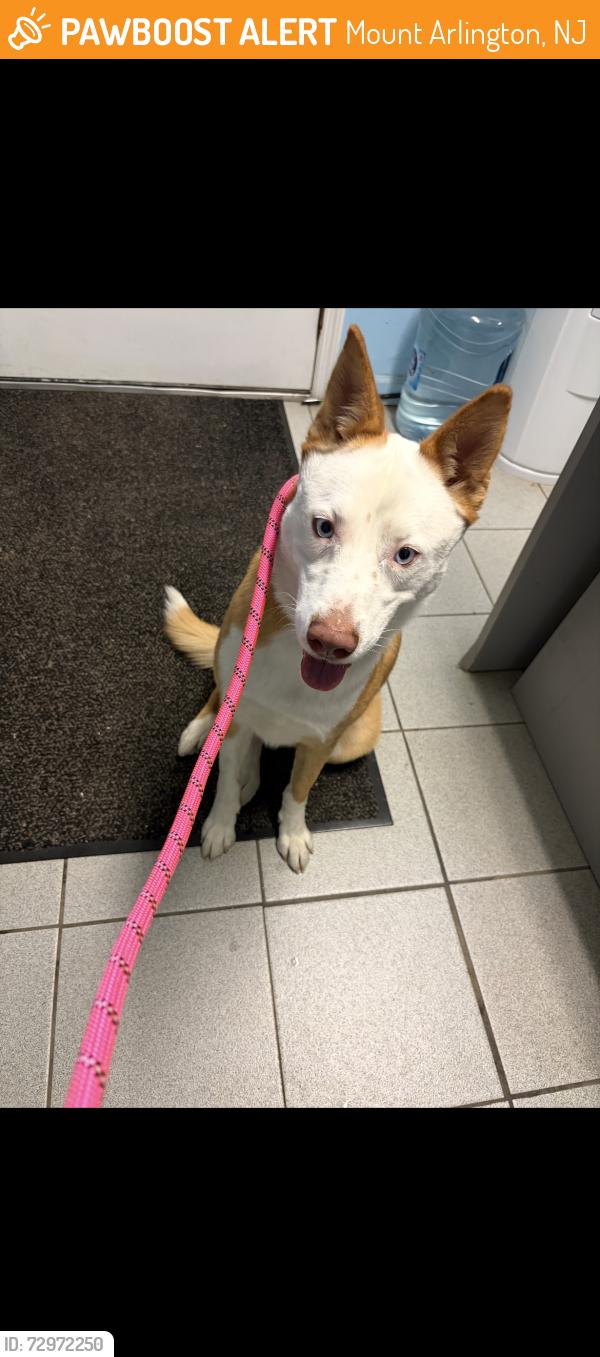 Found/Stray Female Dog last seen Howard blvd & minnisk rd, Mount Arlington, NJ 07856