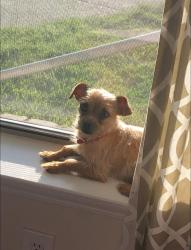 Lost Female Dog last seen Butcher rd , Waxahachie, TX 75165