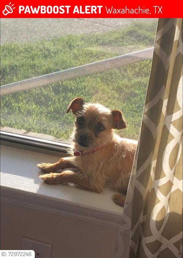 Lost Female Dog last seen Butcher rd , Waxahachie, TX 75165