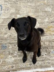 Reunited Female Dog last seen Aptos Playground, San Francisco, CA 94127