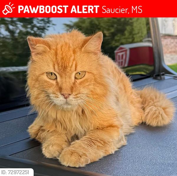 Lost Male Cat last seen West wortham/ROBINWOOD, Saucier, MS 39574