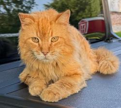 Lost Male Cat last seen West wortham/ROBINWOOD, Saucier, MS 39574