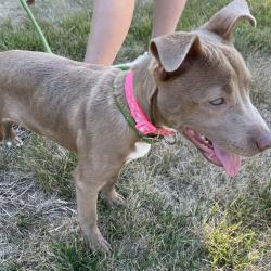 Shelter Stray Unknown Dog last seen , Greensboro, NC 27409
